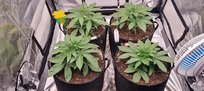 Growreport Bild 1