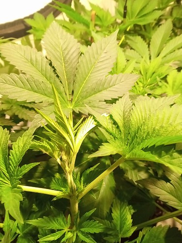 Growreport Bild 30