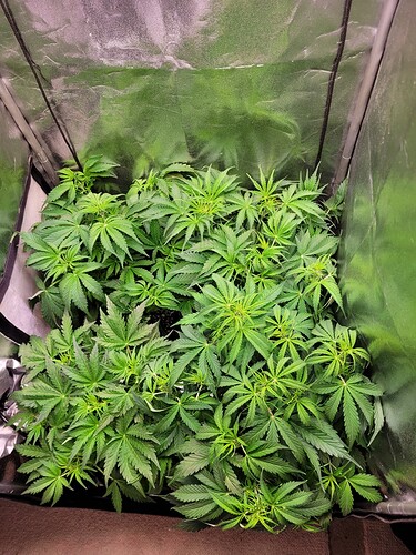 Growreport Bild 3
