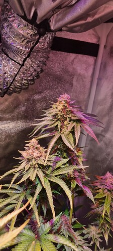 Growreport Bild 5