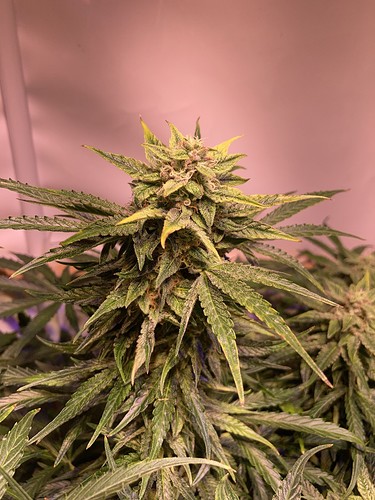 Growreport Bild 5