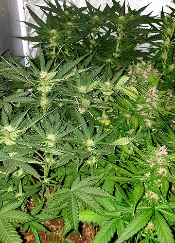 Growreport Bild 5