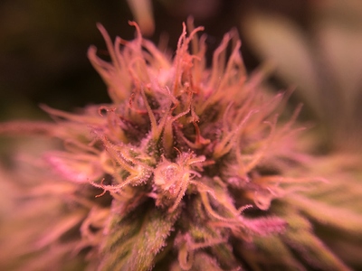 Growreport Bild 18