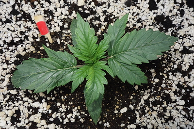 Growreport Bild 25