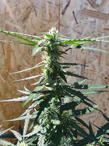 Growreport Bild 11