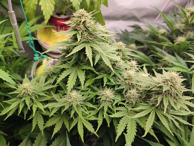 Growreport Bild 47