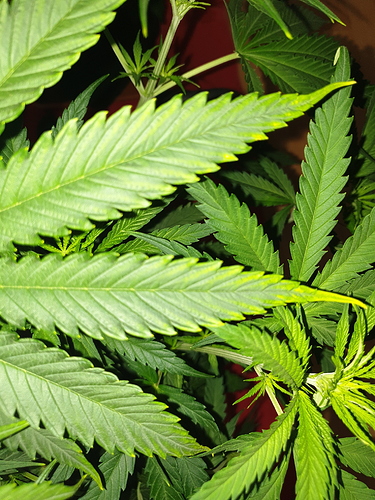 Growreport Bild 10