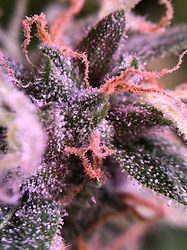 Growreport Bild 3