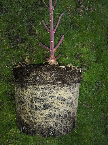 Growreport Bild 2