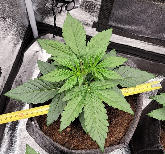 Growreport Bild 158