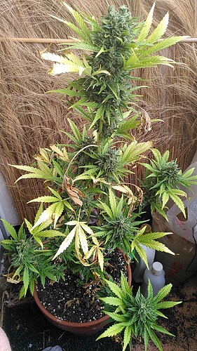 Growreport Bild 4