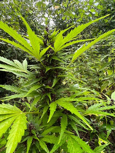 Growreport Bild 6