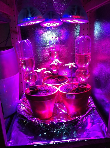 Growreport Bild 27