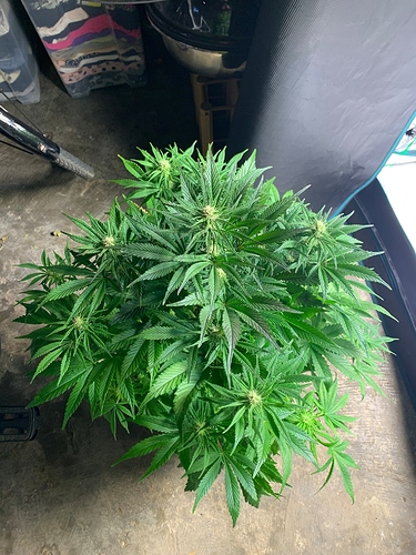 Growreport Bild 3