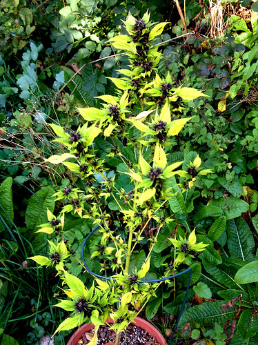 Growreport Bild 1