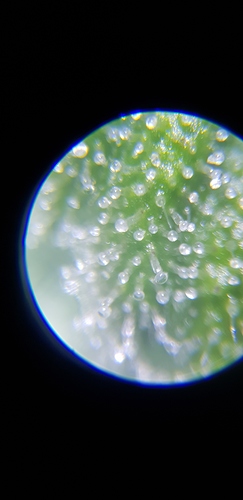 Growreport Bild 9