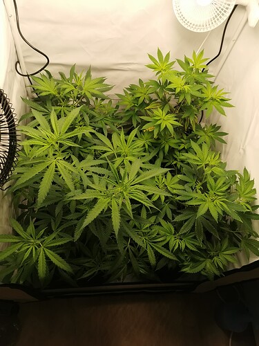 Growreport Bild 4