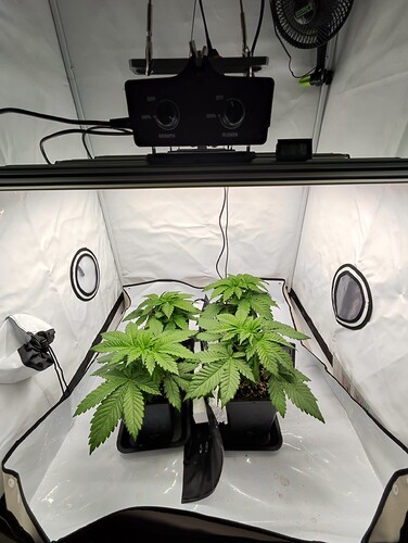 Growreport Bild 1