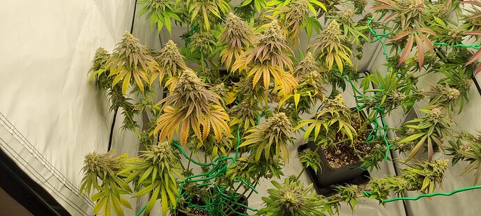Growreport Bild 28