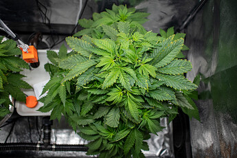 Growreport Bild 25