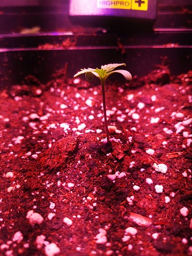 Growreport Bild 2