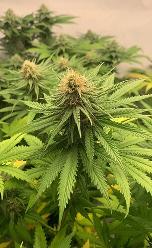 Growreport Bild 10