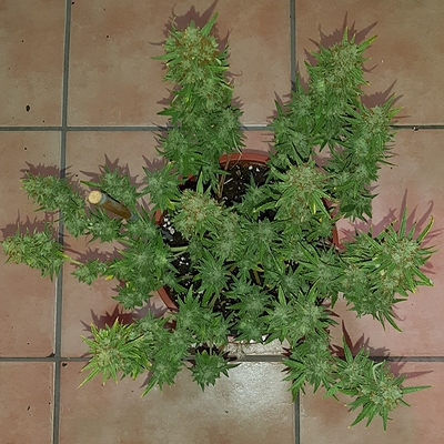 Growreport Bild 2