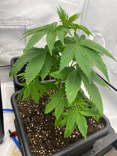 Growreport Bild 2