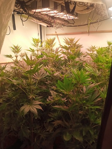 Growreport Bild 21