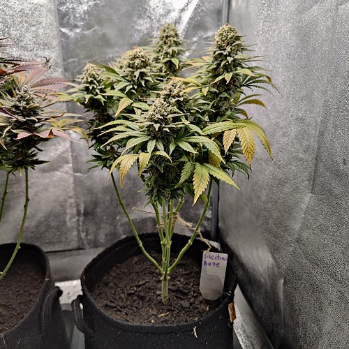 Growreport Bild 4