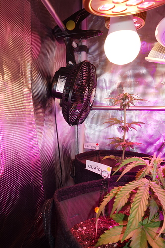 Zwei junge Cannabispflanzen in Stofftöpfen unter LED-Beleuchtung, eine mit dem Namensschild 'Clairy'. Ein Ventilator ist an der Zeltwand befestigt.