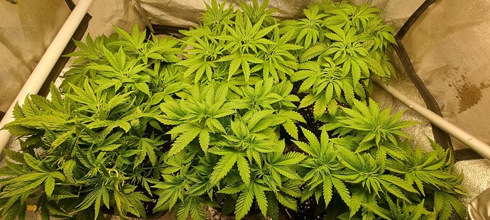 Growreport Bild 8