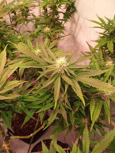 Growreport Bild 68