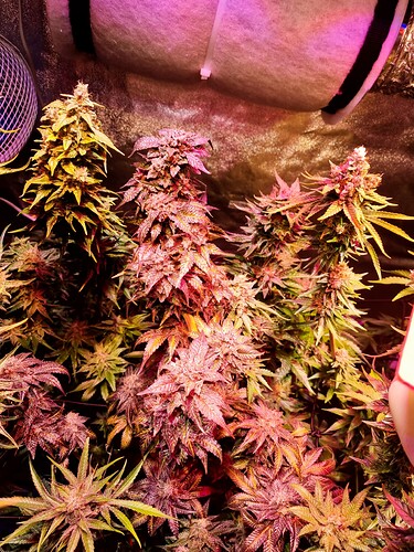 Growreport Bild 35