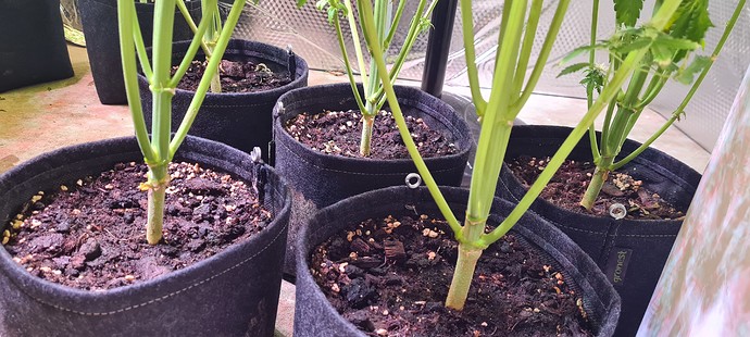 Growreport Bild 16