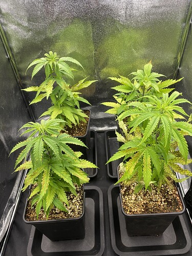 Growreport Bild 2