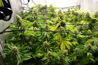 Growreport Bild 3