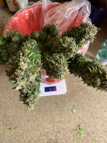 Growreport Bild 4