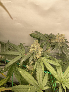 Growreport Bild 4
