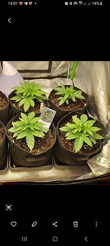 Growreport Bild 8