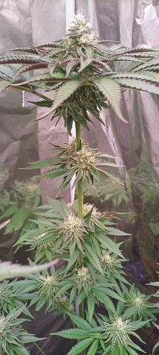 Growreport Bild 8