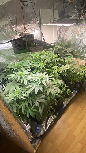 Growreport Bild 9