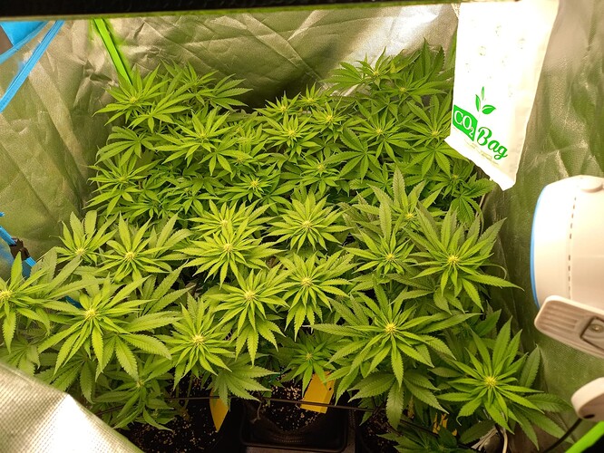Growreport Bild 16