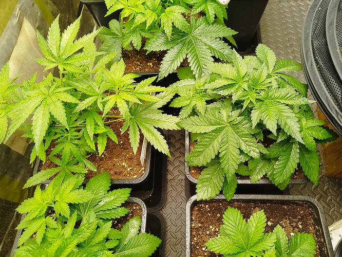 Growreport Bild 3
