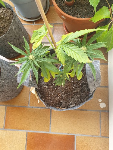 Growreport Bild 19