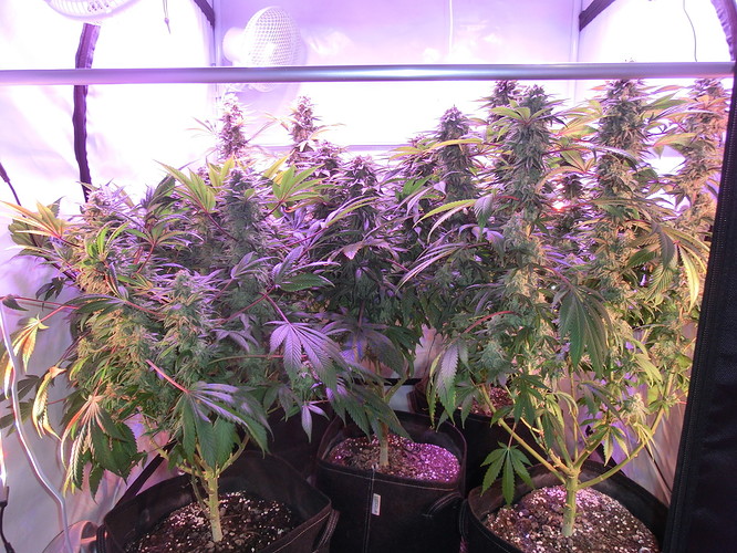 Growreport Bild 3