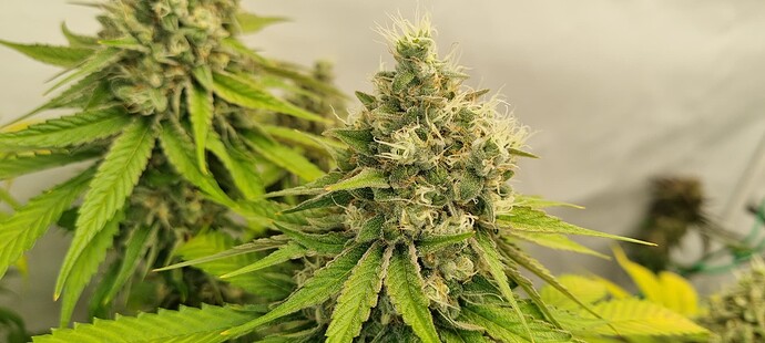 Growreport Bild 27