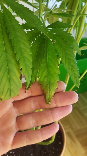 Growreport Bild 16