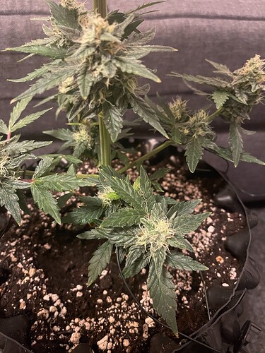 Growreport Bild 1