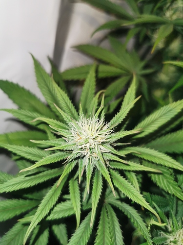 Growreport Bild 2